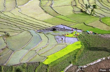 RopaiDhan-Khet-at-Myagdi-1024x621